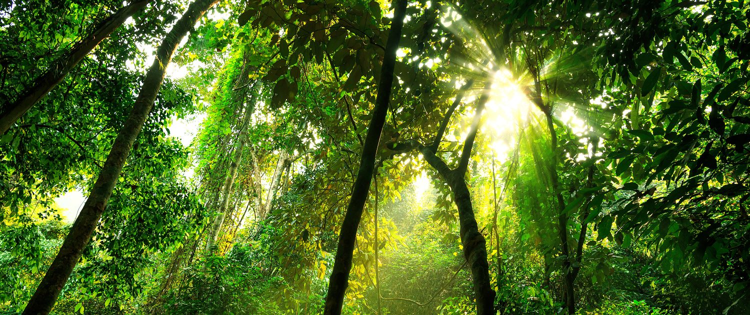 Tropical rainforest under canopy