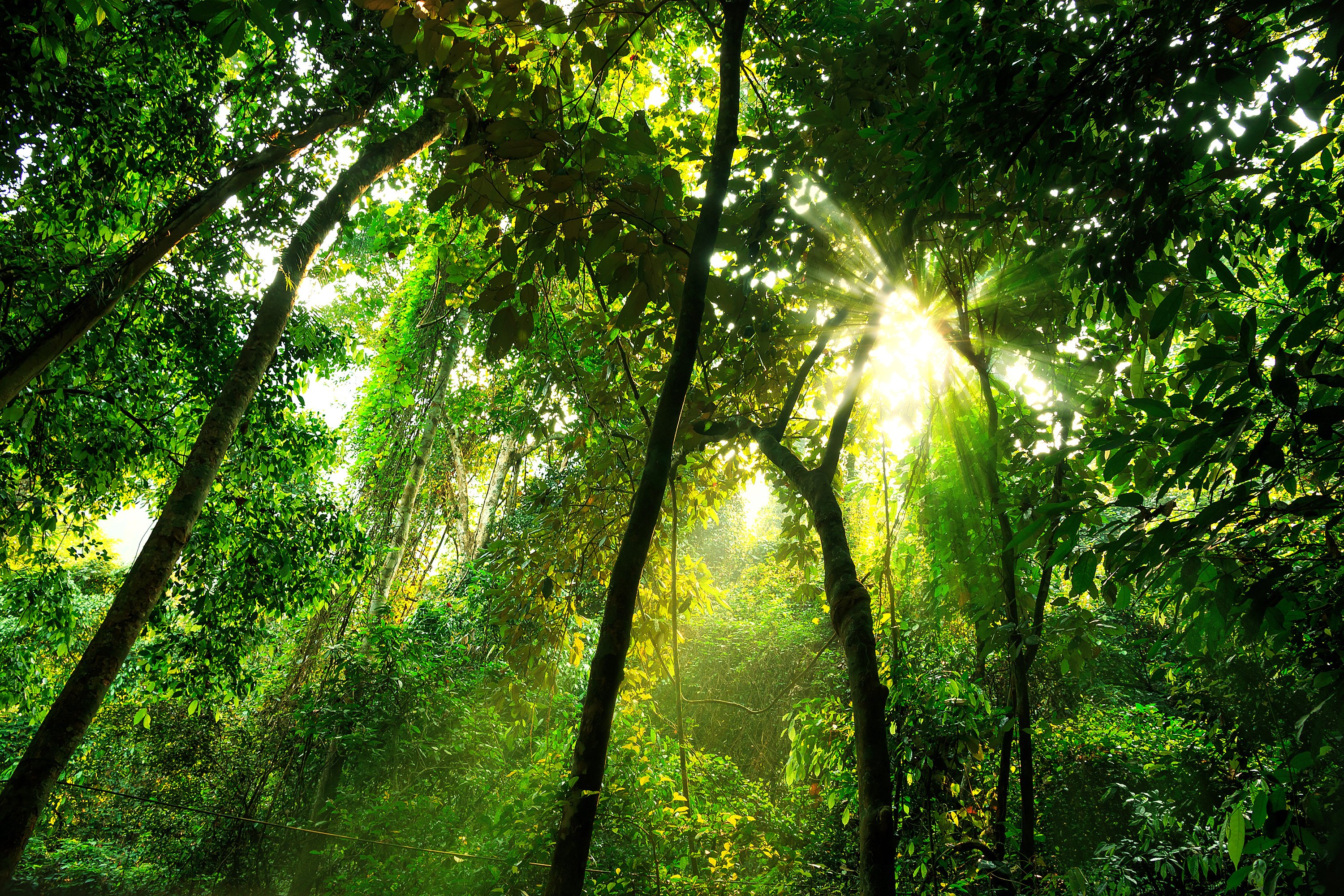 What Is The Structure Of The Tropical Rainforest Internet Geography