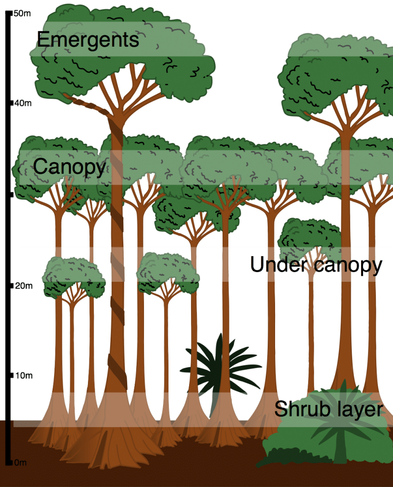 what-is-the-structure-of-the-tropical-rainforest-internet-geography