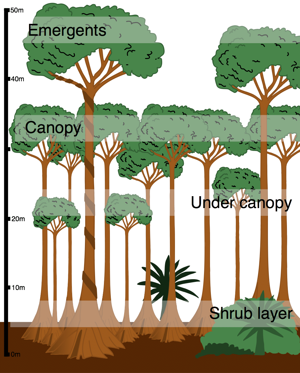 Tropical Rainforest Trees Drawing
