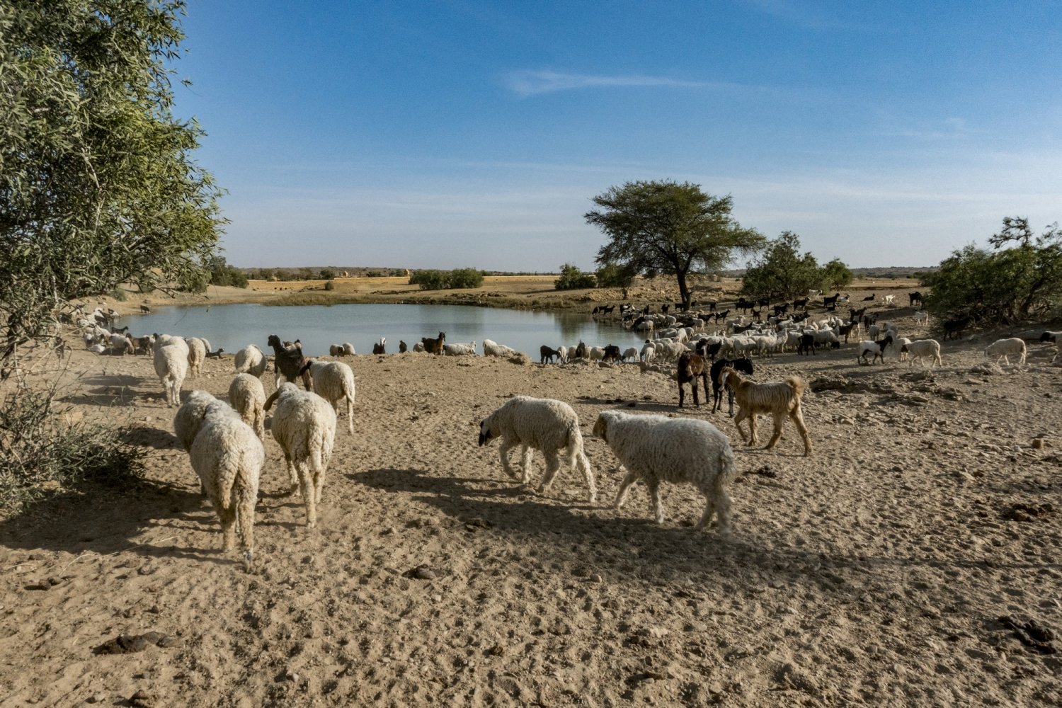 case study of thar desert