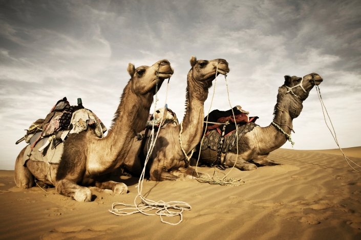 Thar Desert Case Study - Internet Geography