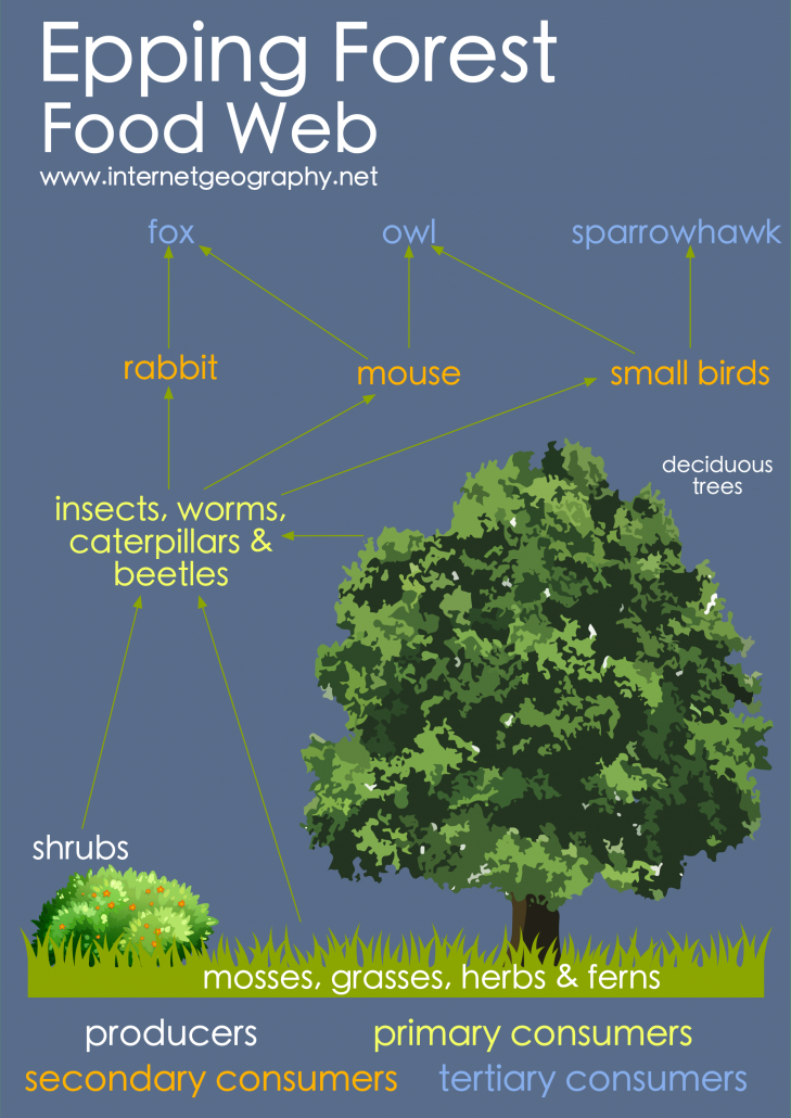 Epping Forest Food Web