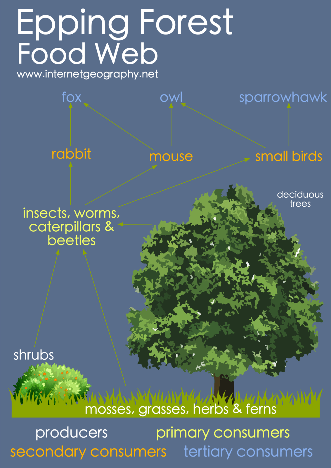 Do changes. Эппинг Форест. Forest food web. Forest перевод. Forest перевод на русский язык.