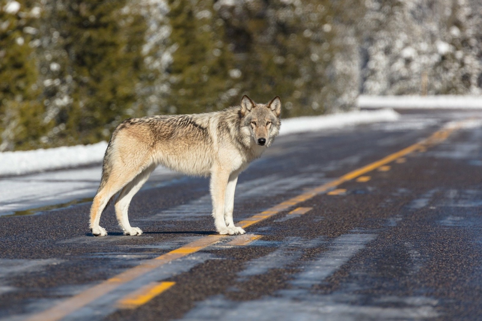 how-have-animals-adapted-to-cold-environments-internet-geography