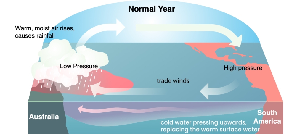 A diagram showing a normal year in the tropical Pacific